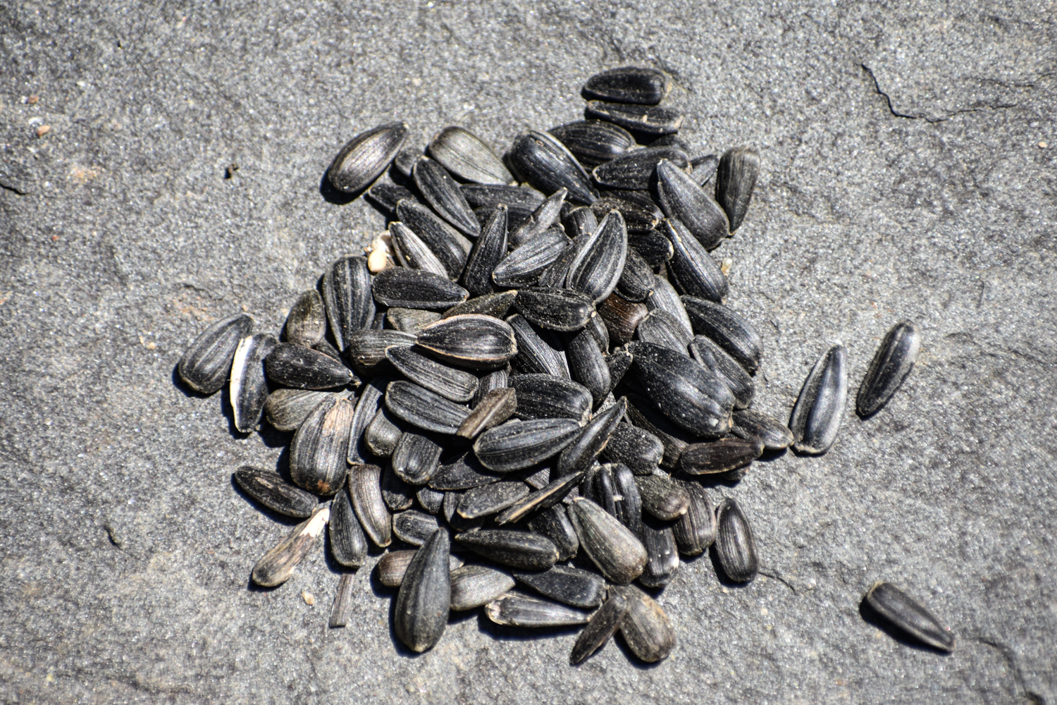 Exploring Birds Attracting with Sunflower Seed
